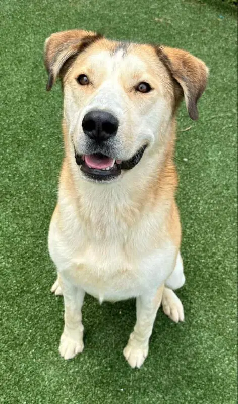 Teddy - German Shepherd Dog
