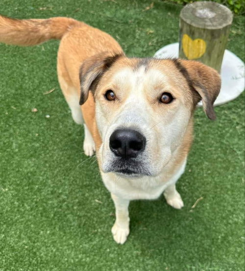 TEDDY - German Shepherd Dog / Alaskan Malamute available for adoption