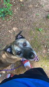 Smokey Bandit - Photo 2