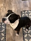 adoptable Dog in  named Rexi