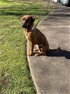 adoptable Dog in ball ground, GA named Merida
