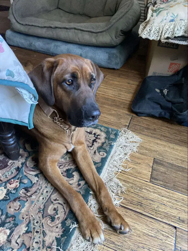 Merida - Redbone Coonhound