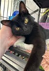 adoptable Cat in kennesaw, GA named Licorice