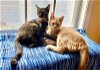 adoptable Cat in kennesaw, GA named Cinnamon & Sugar