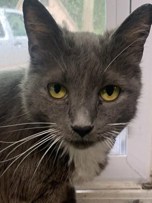 NAOMI - Domestic Short Hair available for adoption