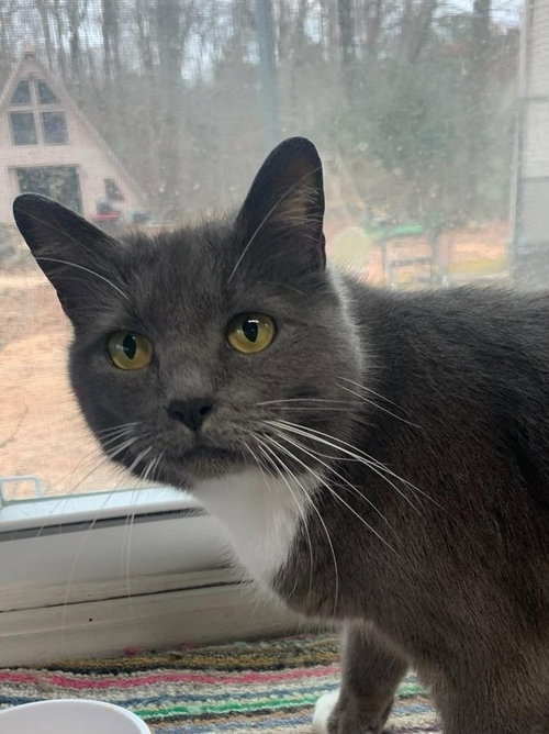 NAOMI - Domestic Short Hair available for adoption