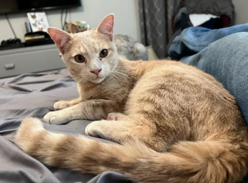 CLEARWATER - Tabby / Domestic Short Hair available for adoption