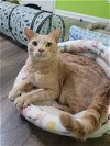 adoptable Cat in kennesaw, GA named Clearwater