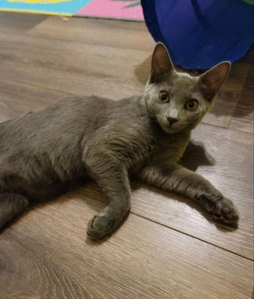 CHRISSIE HYNDE - Domestic Short Hair available for adoption