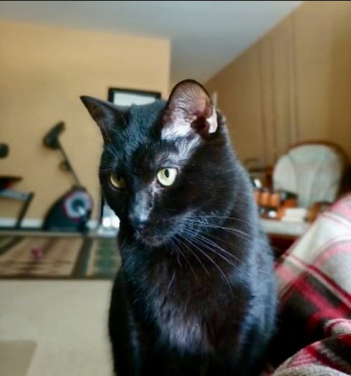 GALAXY - Domestic Short Hair available for adoption