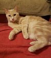 Charlotte - Photo 4