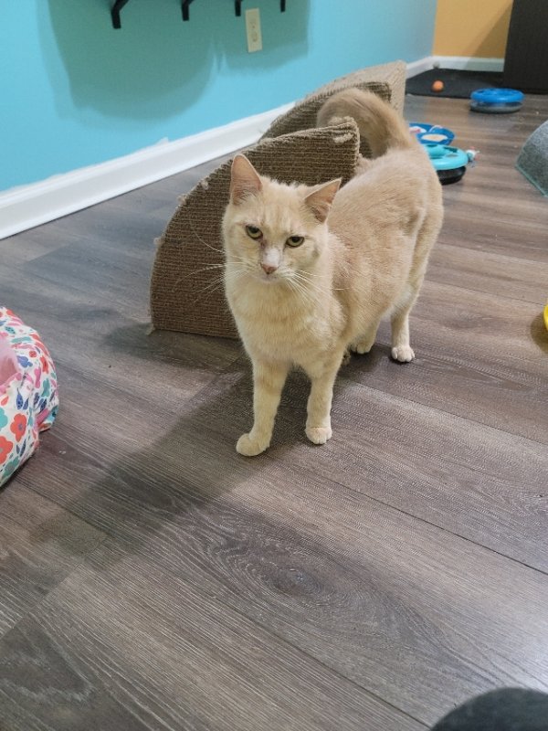 adoptable Cat in Kennesaw, GA named Charlotte