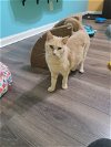 adoptable Cat in kennesaw, GA named Charlotte