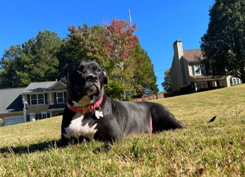 adoptable Dog in Ball Ground, GA named Bella