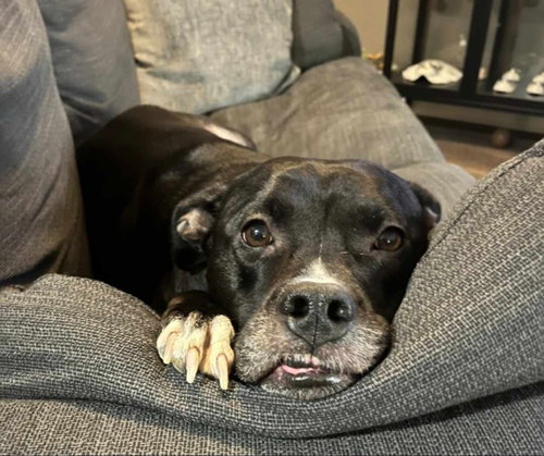 BELLA - Staffordshire Bull Terrier / Labrador Retriever available for adoption