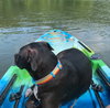 Bella - Photo 3