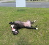 Bella - Photo 4
