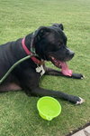 Bella - Photo 5