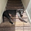 Bella - Photo 6
