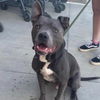 adoptable Dog in  named Astro