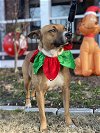 adoptable Dog in ball ground, GA named Charlotte