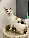adoptable Cat in ball ground, GA named Emerald