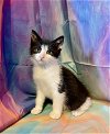 adoptable Cat in ball ground, GA named Patrick