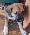 adoptable Dog in ball ground, GA named Hotch