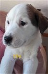 adoptable Dog in ball ground, GA named Elle