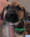 adoptable Dog in ball ground, GA named Morgan