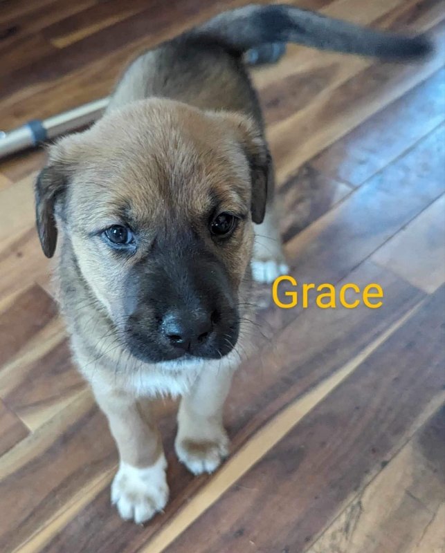 adoptable Dog in Ball Ground, GA named Grace