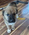 adoptable Dog in ball ground, GA named Grace