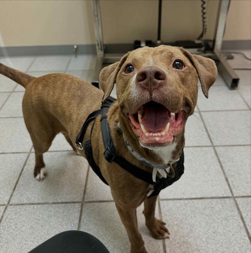 TRINITY - Labrador Retriever available for adoption