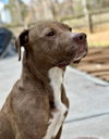 adoptable Dog in Ball Ground, GA named Trinity