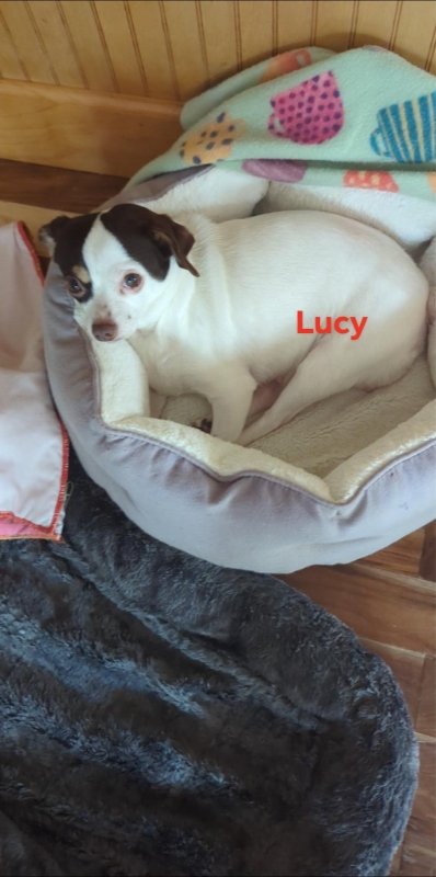 adoptable Dog in Ball Ground, GA named Lucy