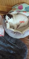 adoptable Dog in  named Lucy