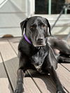 adoptable Dog in Powder Springs, GA named maggie