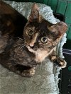 adoptable Cat in ball ground, GA named Gingham