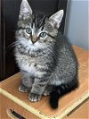adoptable Cat in ball ground, GA named Amicola