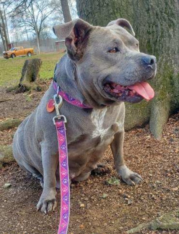Dog for Adoption - Gemma, a American Bulldog in Stone Mountain, GA ...