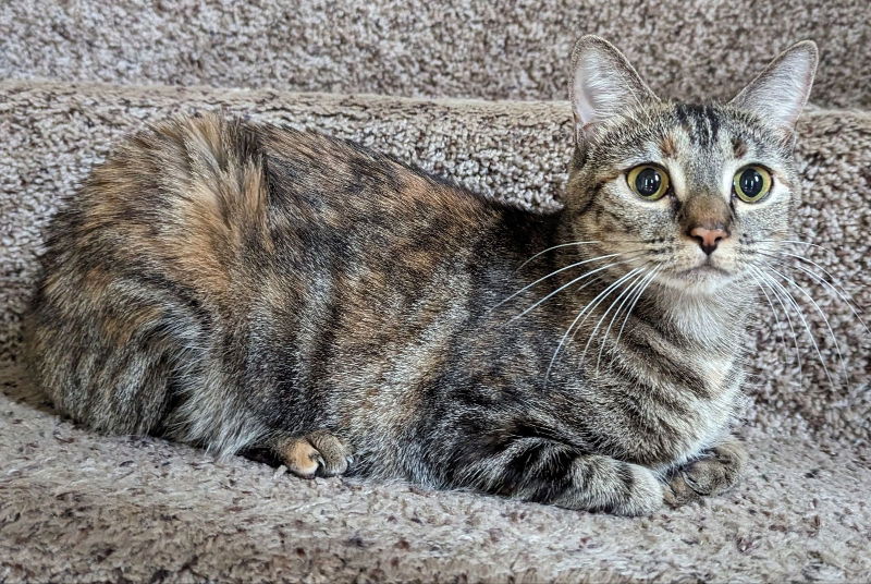 adoptable Cat in Ball Ground, GA named Nezuko