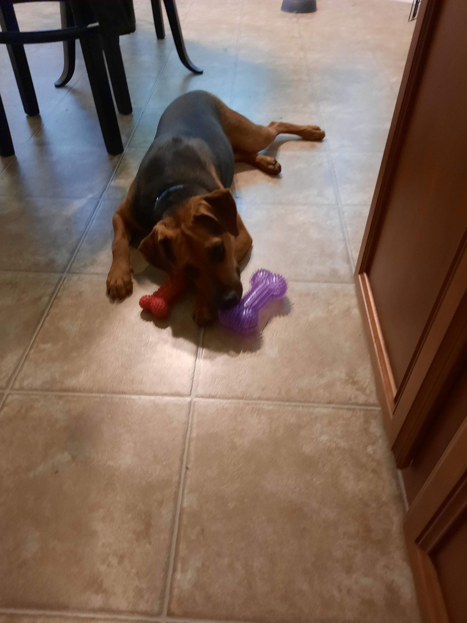 adoptable Dog in Ball Ground, GA named Marley