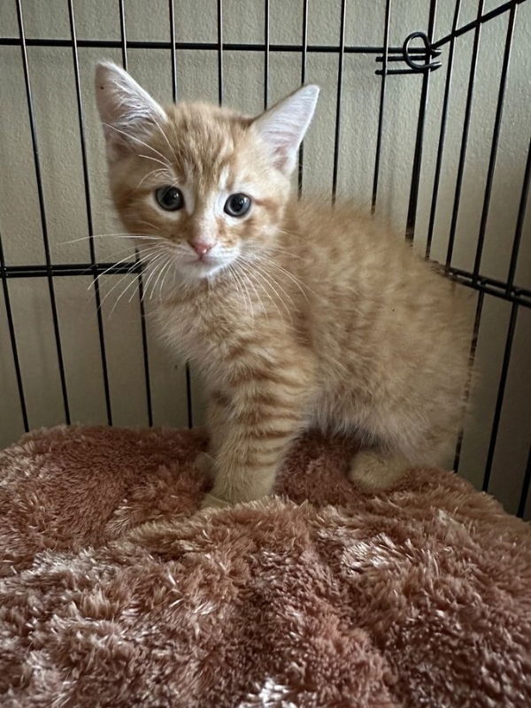 Cats for Adoption in Blairsville, Georgia | Alpha Paw