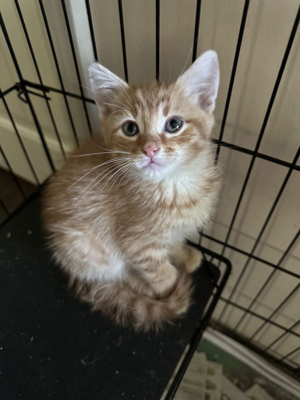 Cats for Adoption in Blairsville, Georgia | Alpha Paw