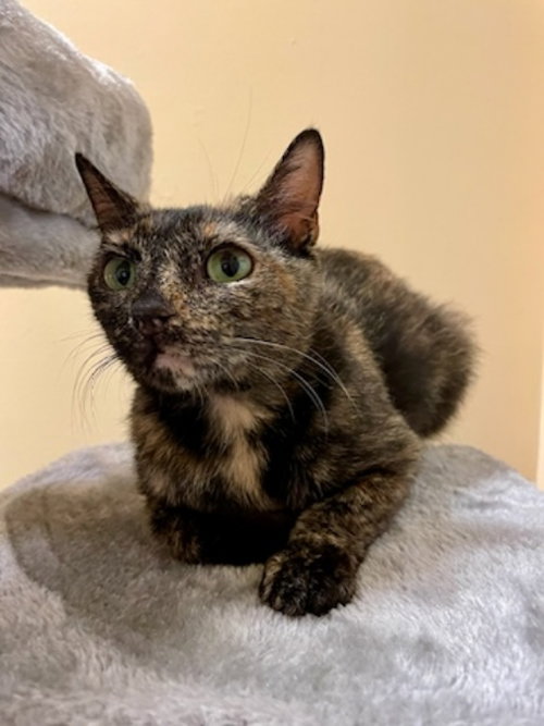 CANYON - Tortoiseshell / Domestic Short Hair available for adoption