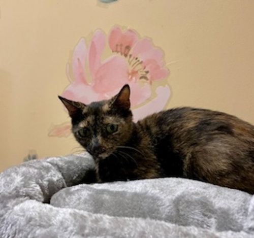 CANYON - Tortoiseshell / Domestic Short Hair available for adoption