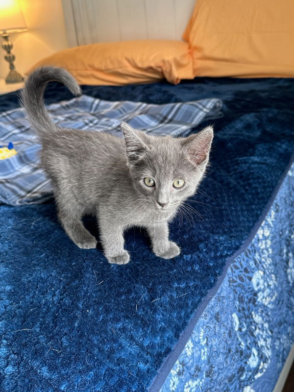 adoptable Cat in Ball Ground, GA named Rooster