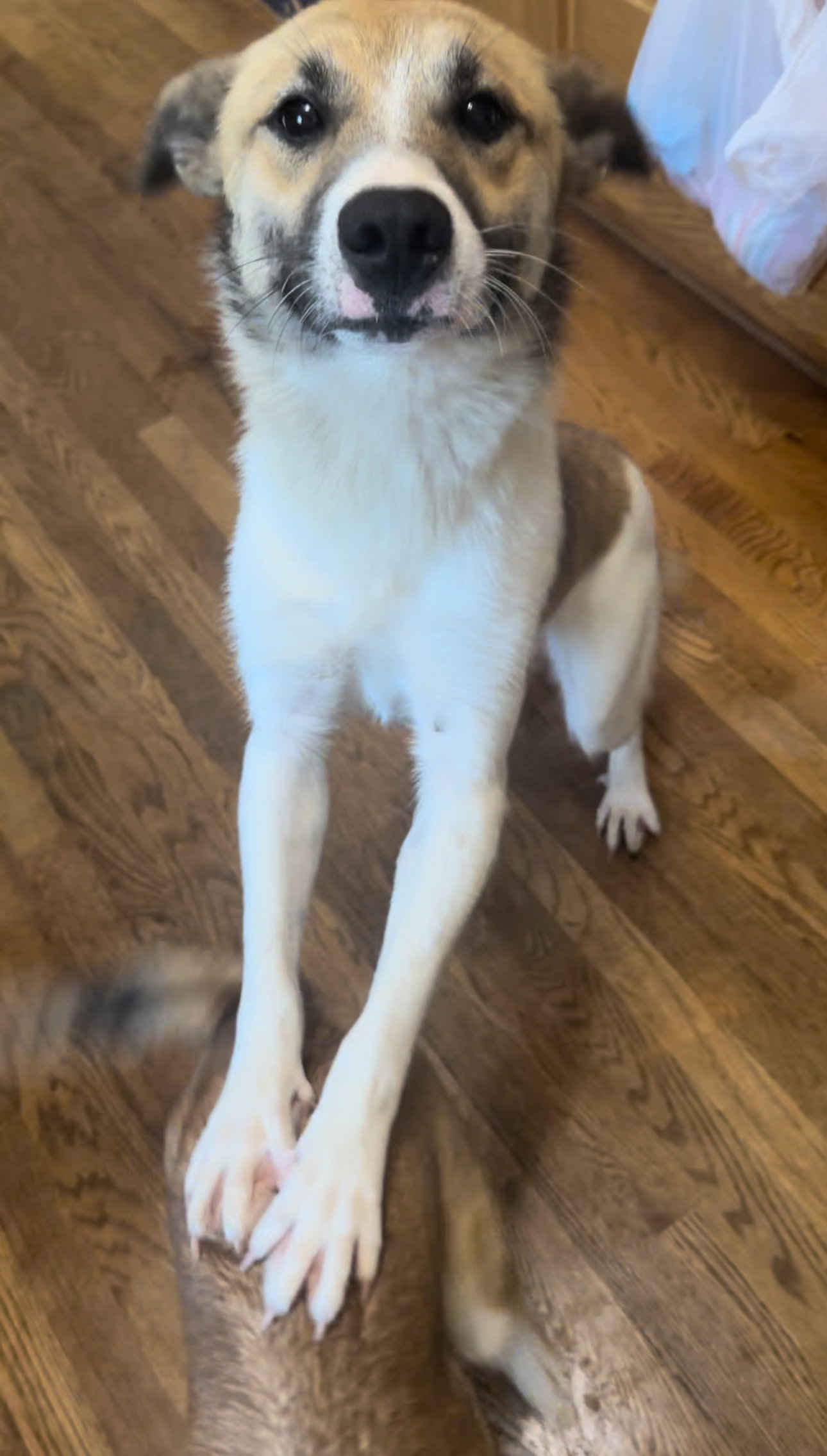 Dog for Adoption Haven, a German Shepherd Dog in Cumming, GA Alpha Paw