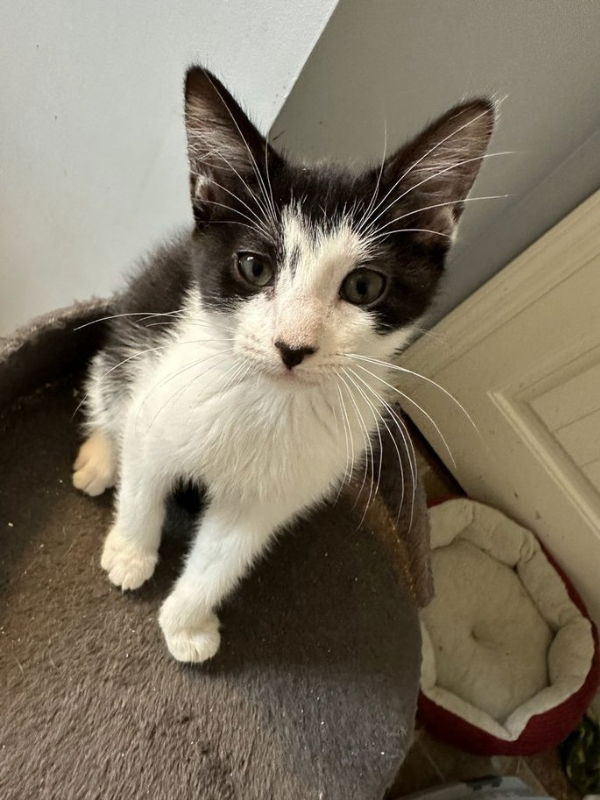 adoptable Cat in Ball Ground, GA named Zebra