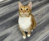 adoptable Cat in  named Rikers